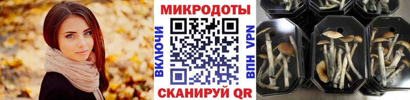 Галлюциногенные грибы Psilocybine cubensis Санкт-Петербург